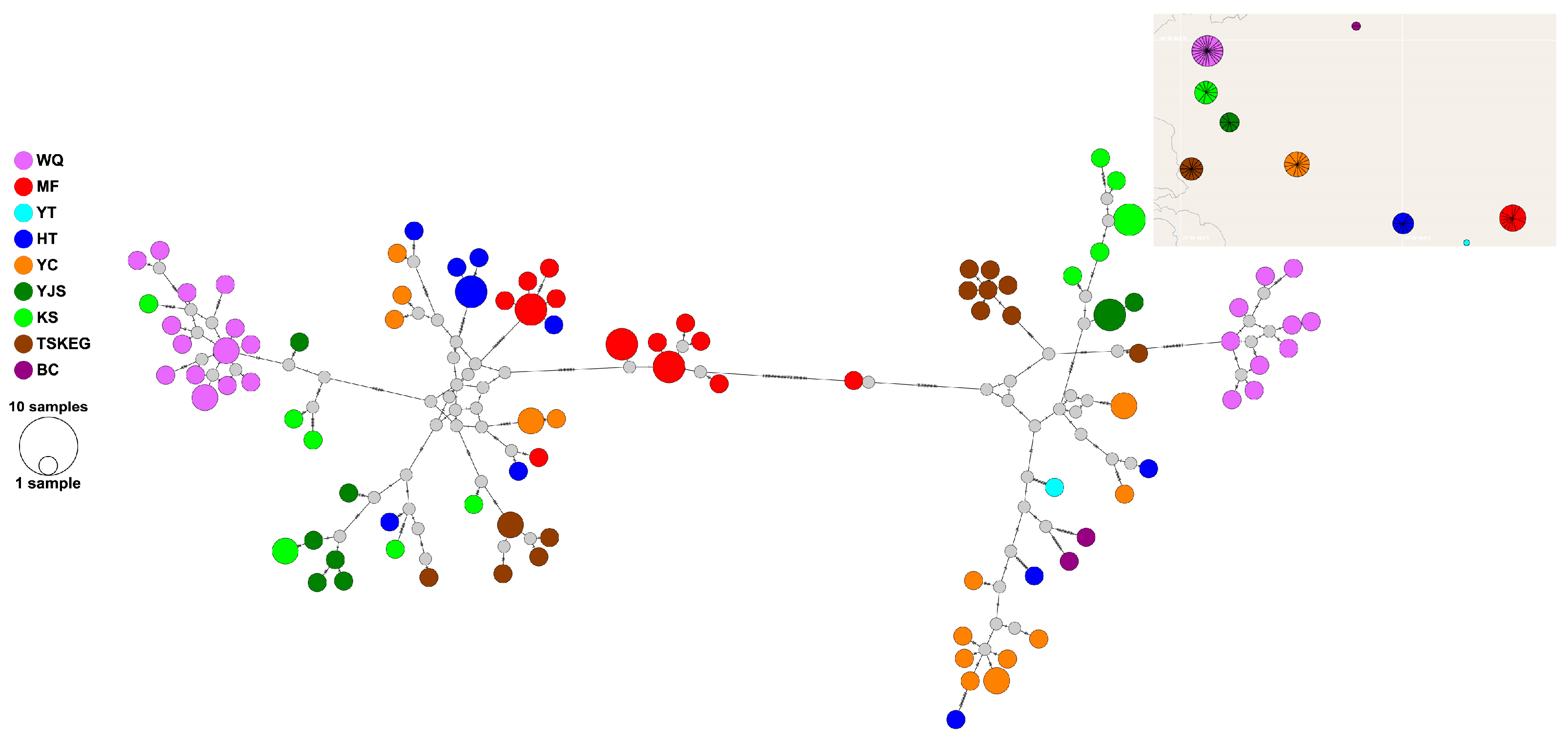 Phylogeographic Analyses of the Viviparous Multiocellated