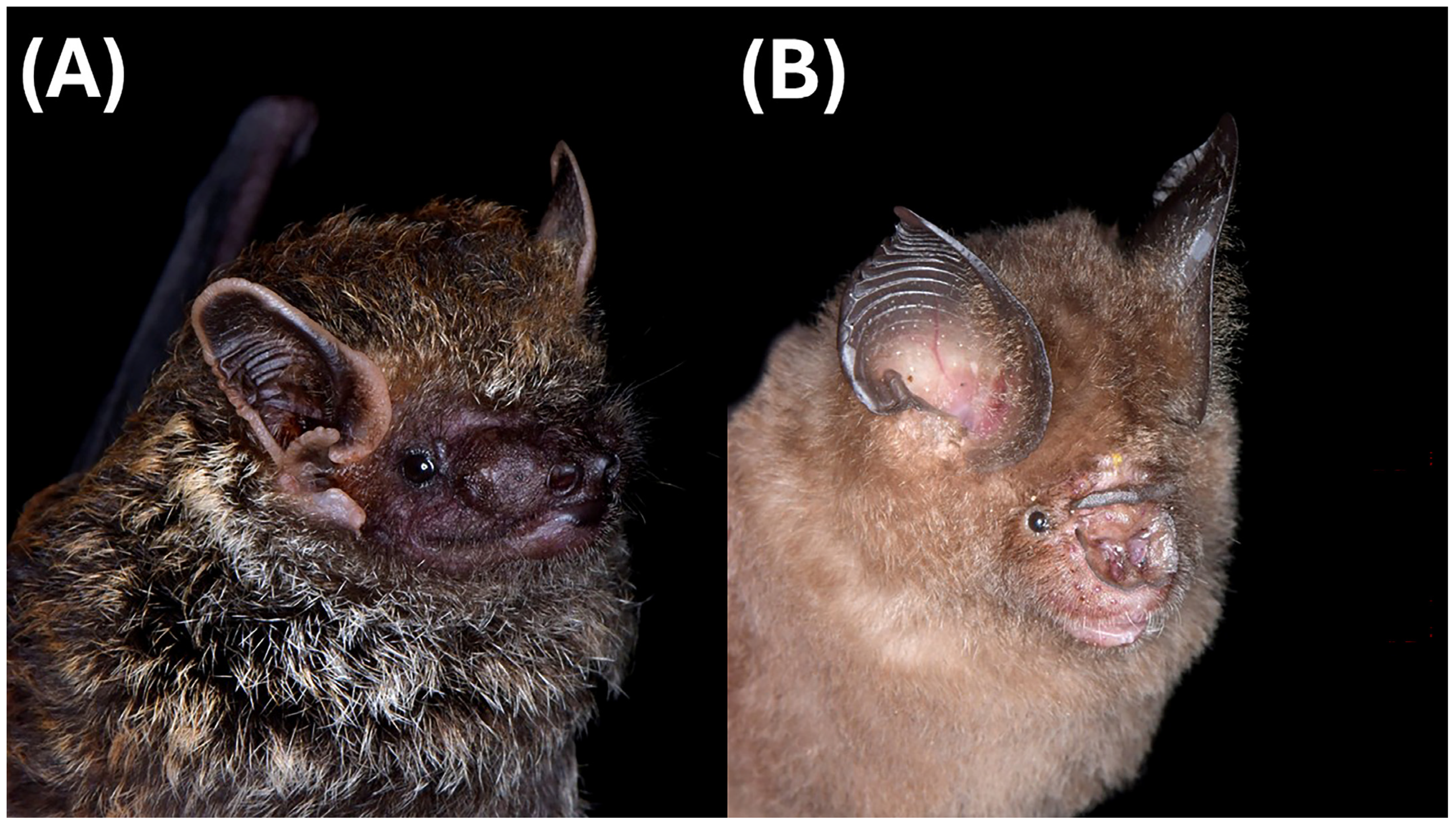 Bat Diversity in Heath and Peat Swamp Forests of Gunung Arong Forest ...