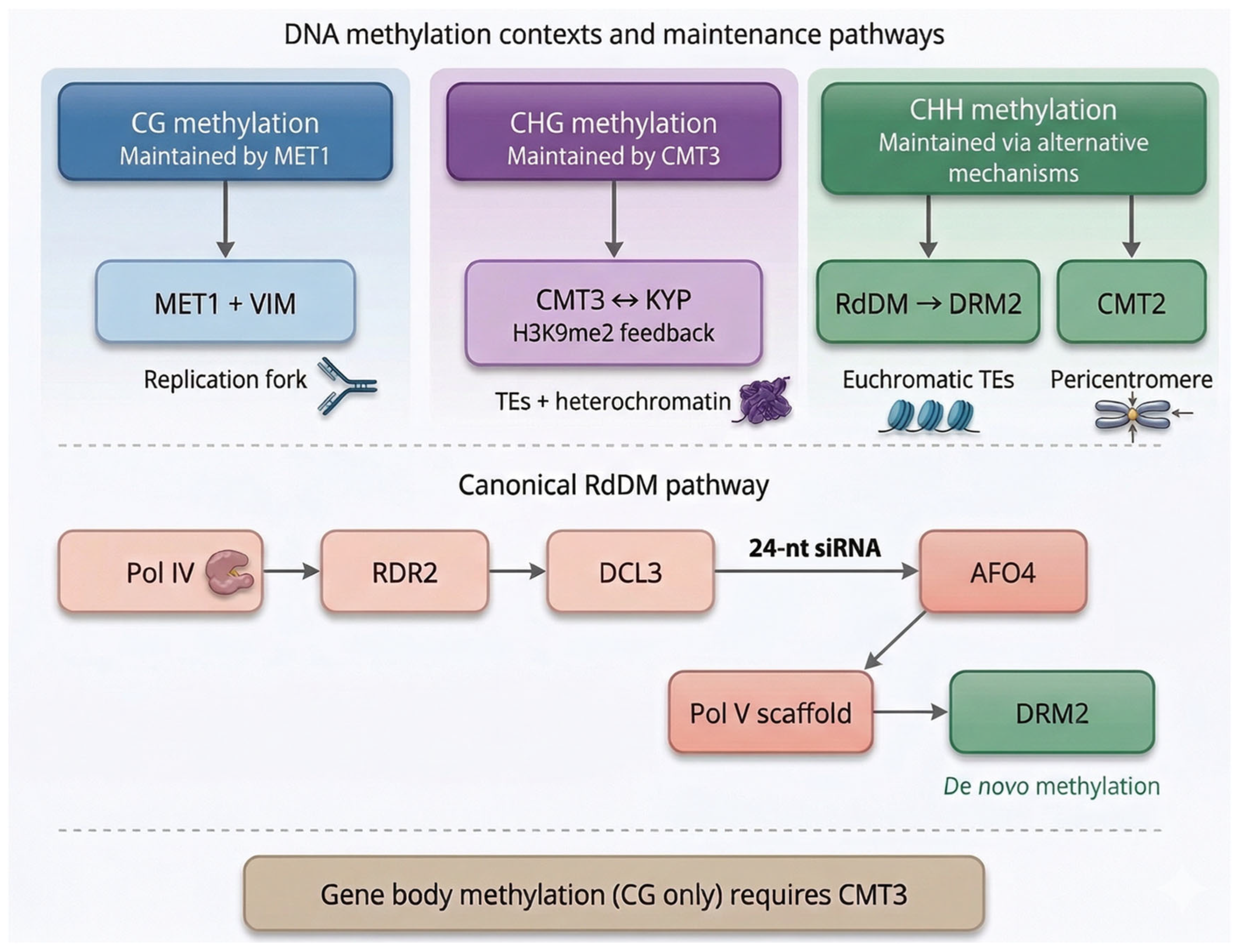 Epigenetic Variation in Plant Populations: DNA Methylation as a Driver ...