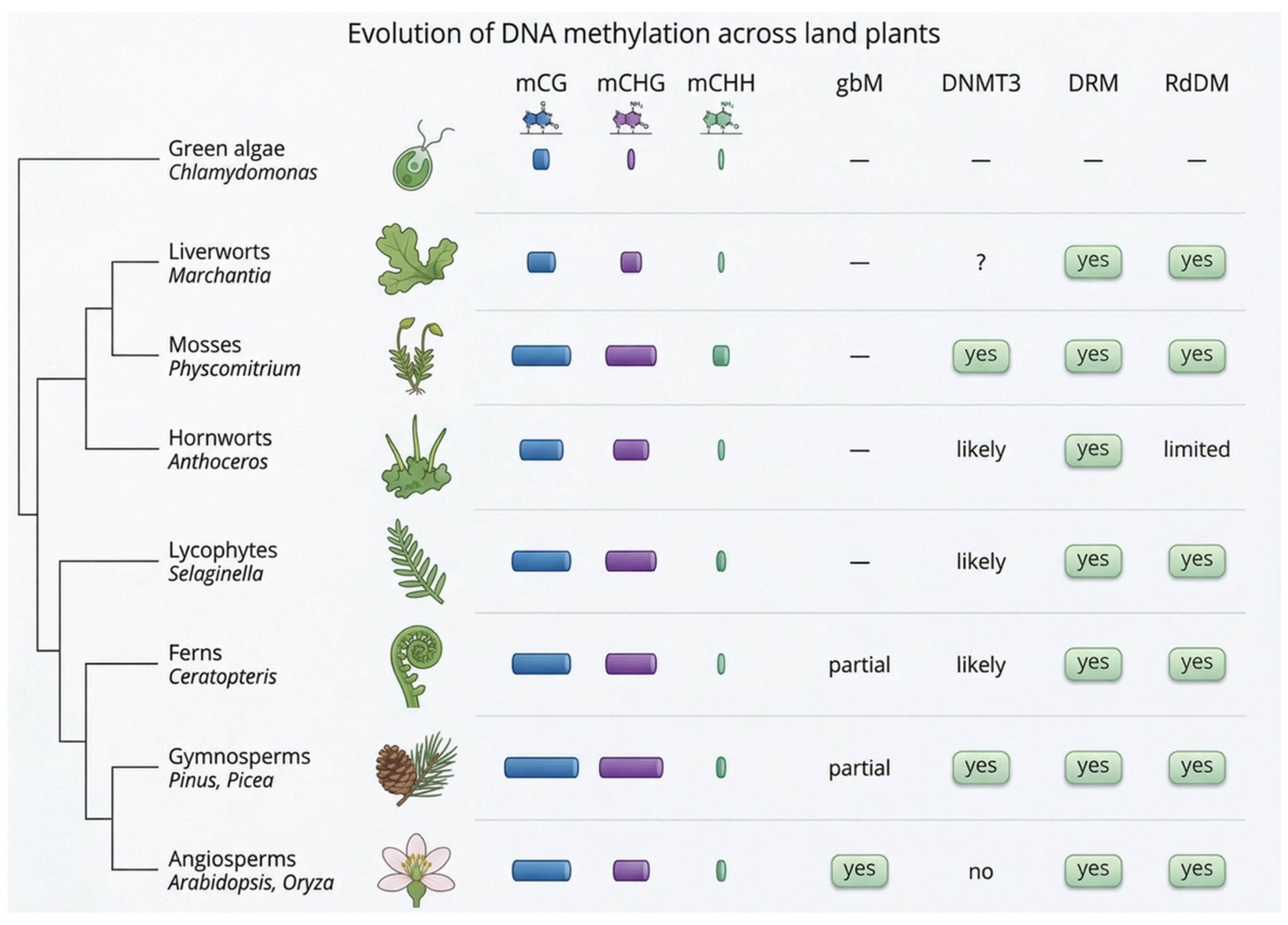 Epigenetic Variation in Plant Populations: DNA Methylation as a Driver ...