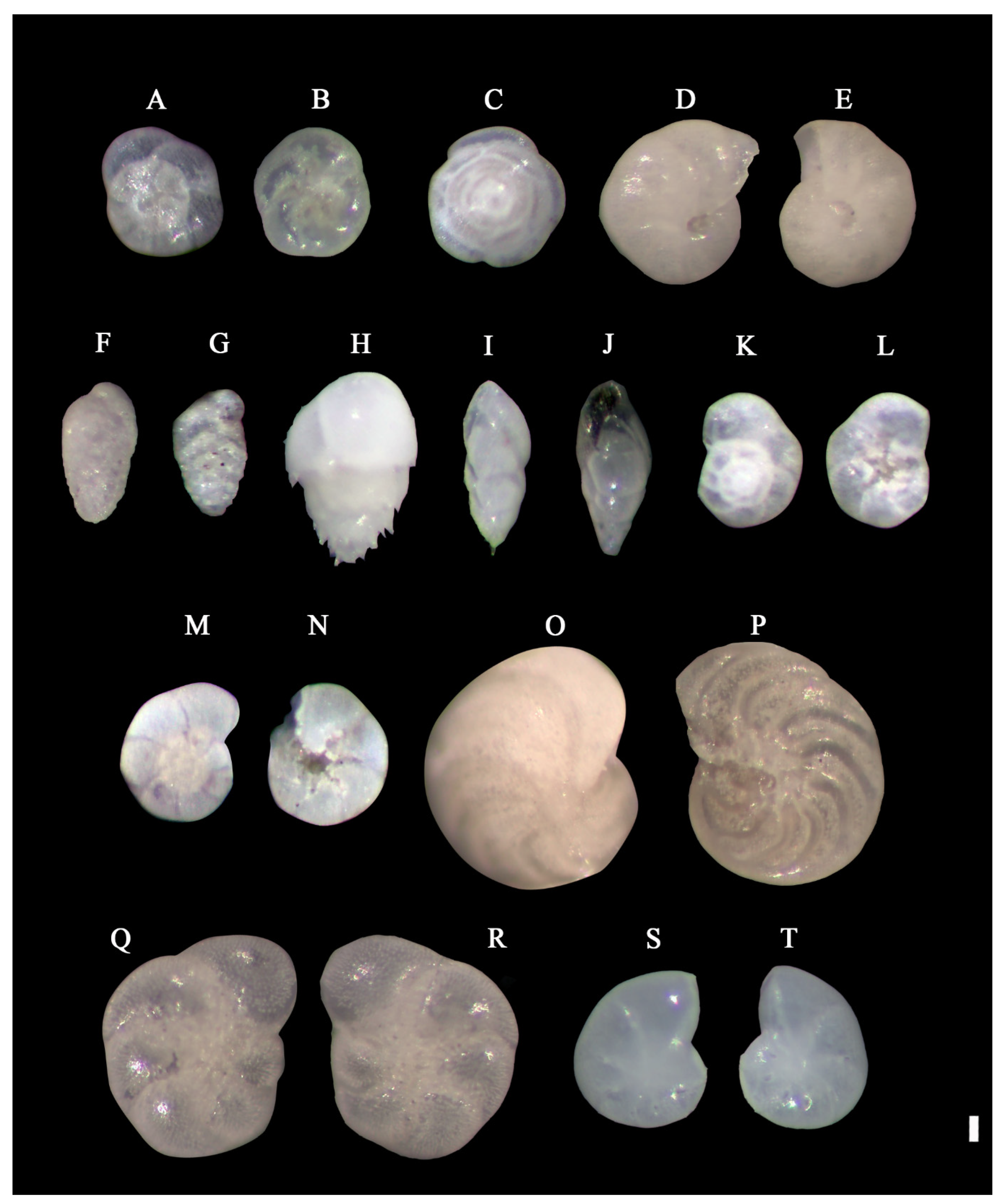 Benthic Foraminifera Fauna from the Central Yellow Sea Mud (CYSM): New ...