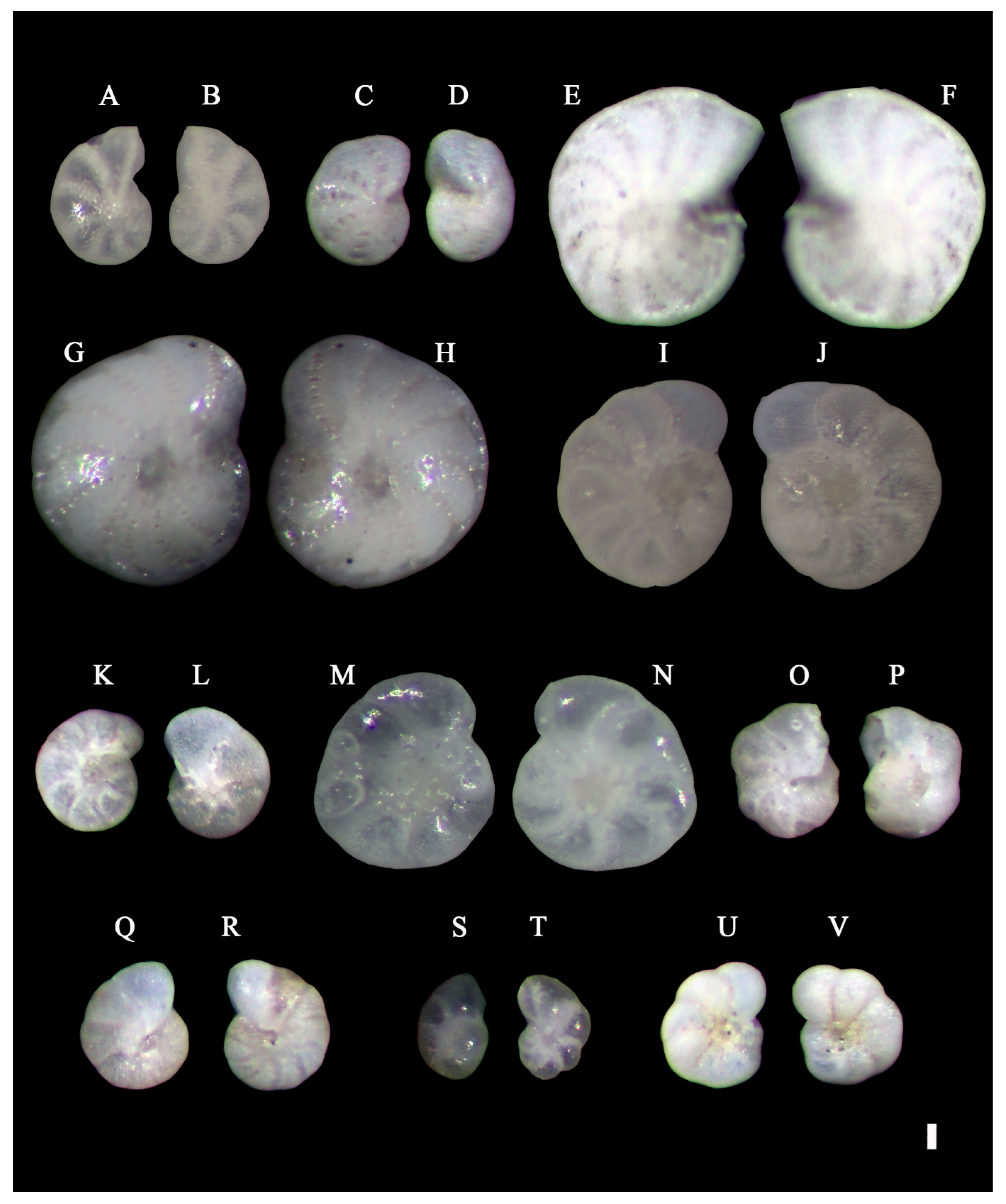 Benthic Foraminifera Fauna from the Central Yellow Sea Mud (CYSM): New ...