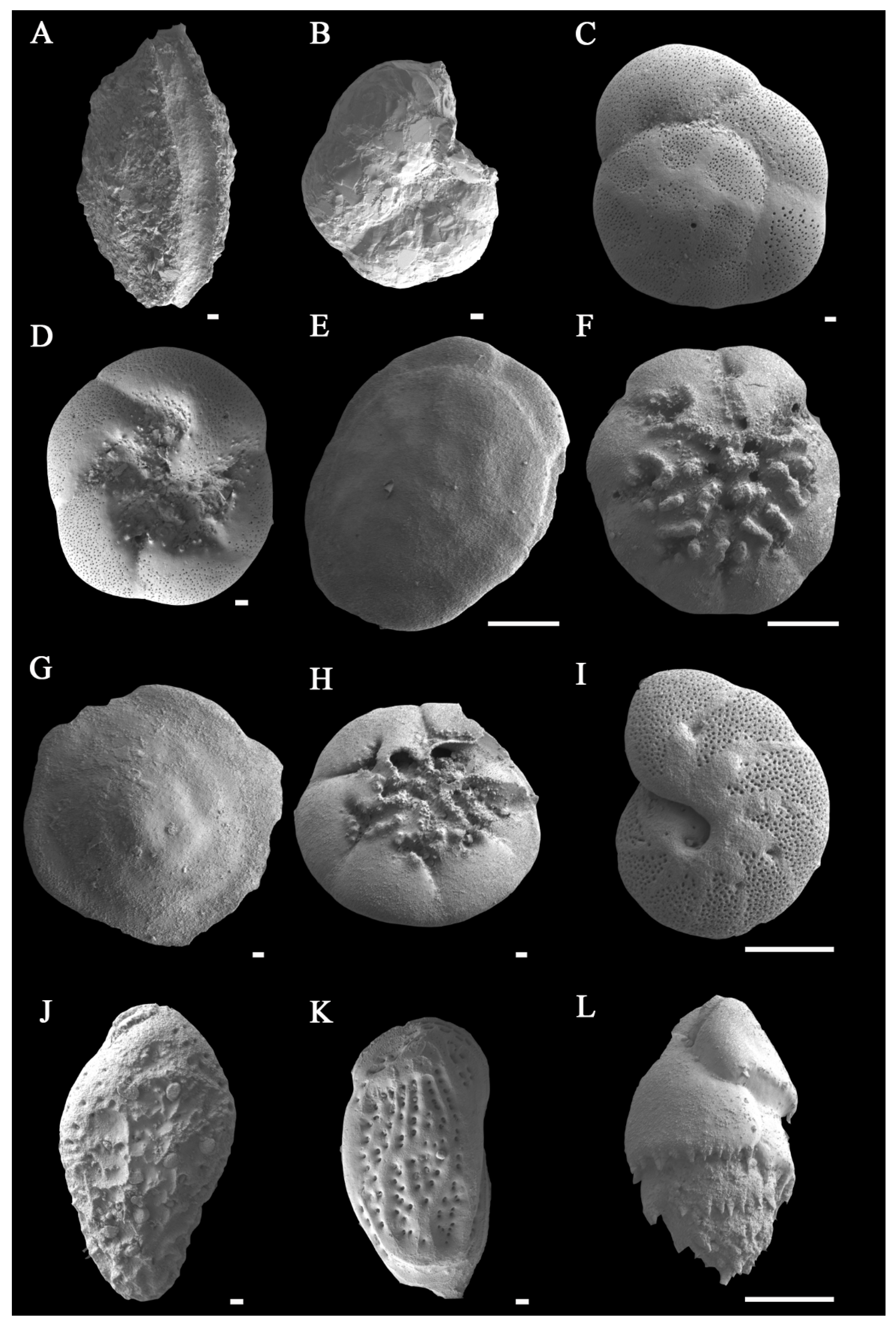 Benthic Foraminifera Fauna from the Central Yellow Sea Mud (CYSM): New ...