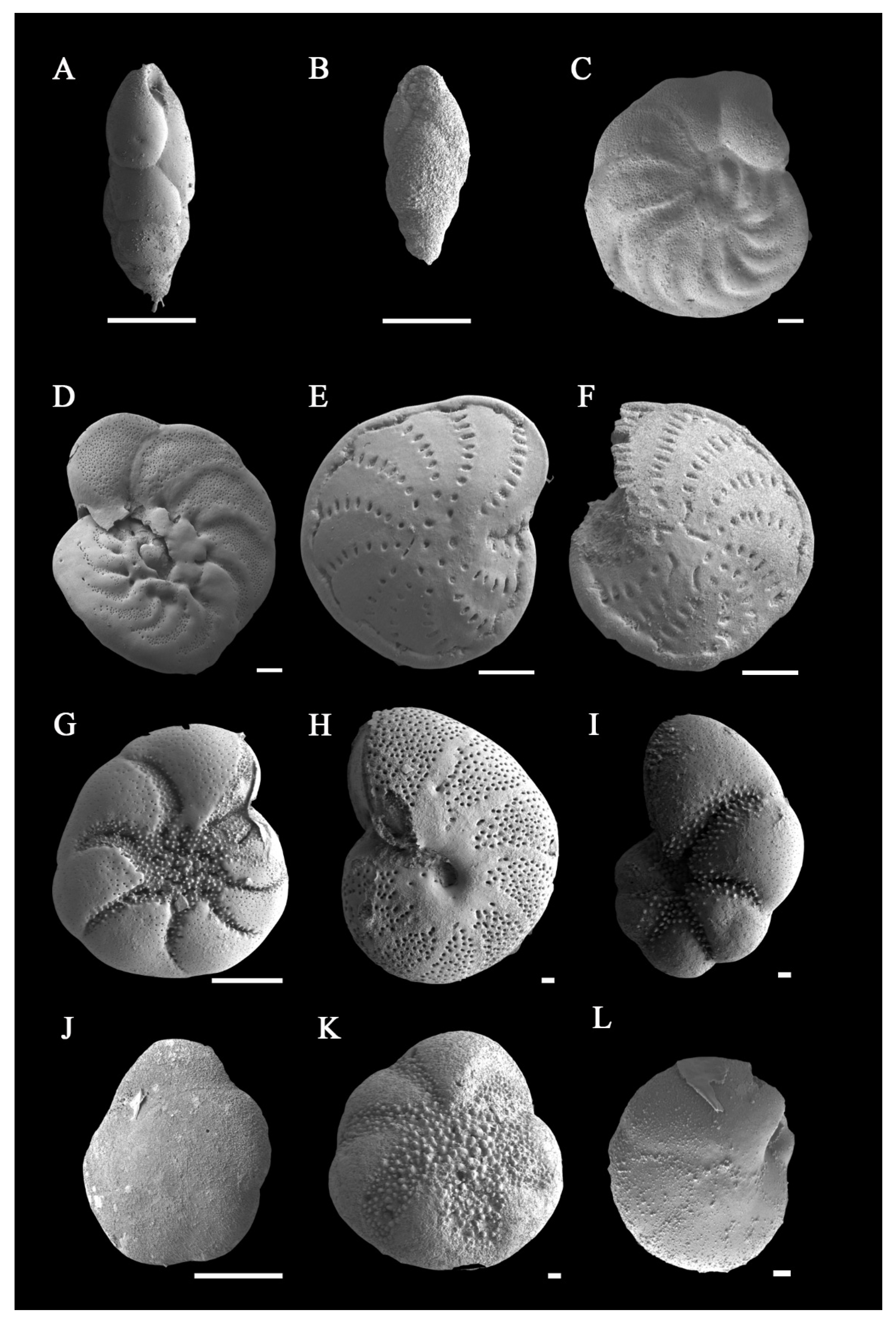Benthic Foraminifera Fauna from the Central Yellow Sea Mud (CYSM): New ...
