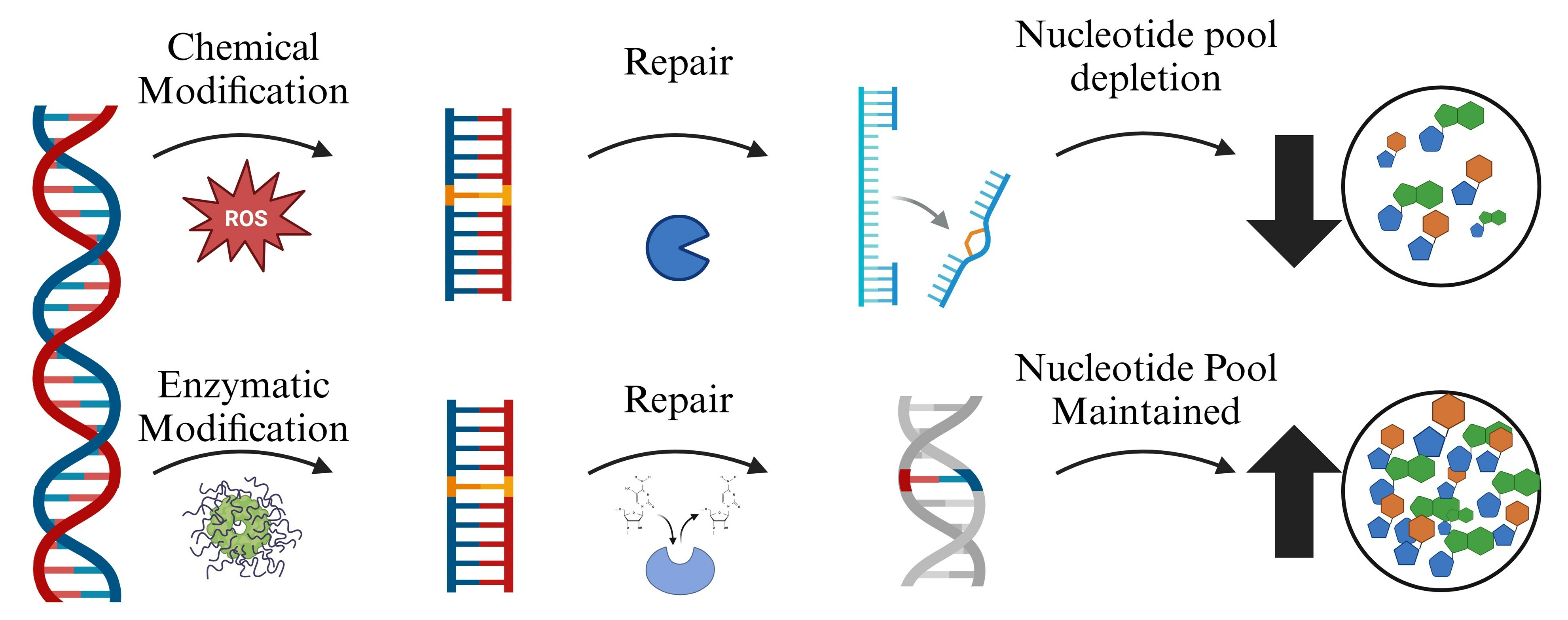Chemical Versus Enzymatic Nucleic Acid Modifications and