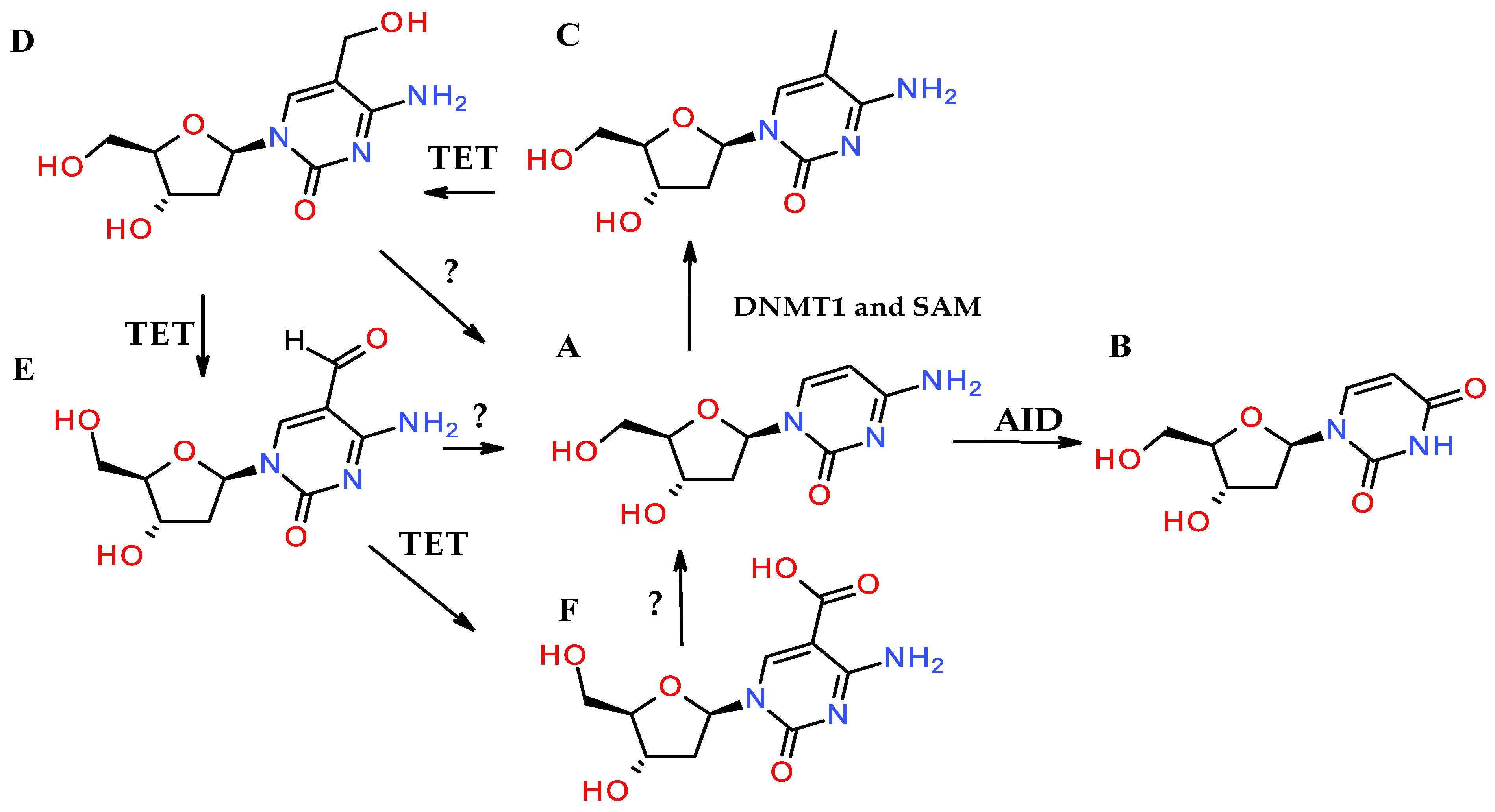 すぐったレディース福袋 Versus Chemical Enzymatic and Modifications Acid Nucleic 書