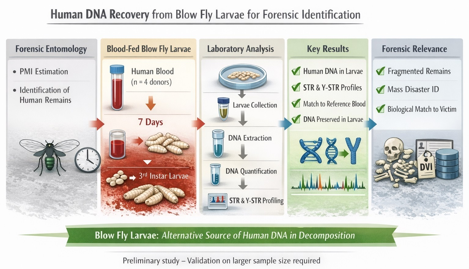 Assessment of Human DNA and Y-DNA Quantity in Blow Fly Larvae Cultured ...