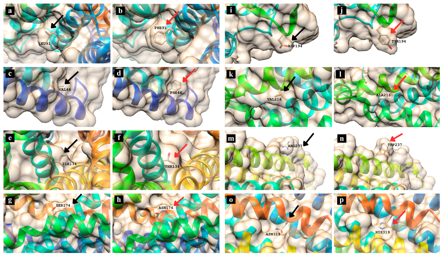 Computational Analysis of Missense Single Nucleotide Variants (SNVs) in ...