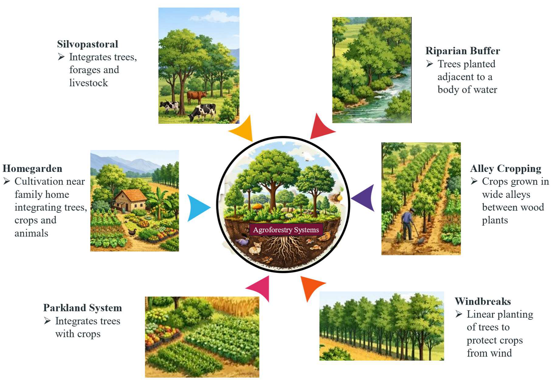 Agroforestry and Soil Health: A Review of Impacts and Potential for ...