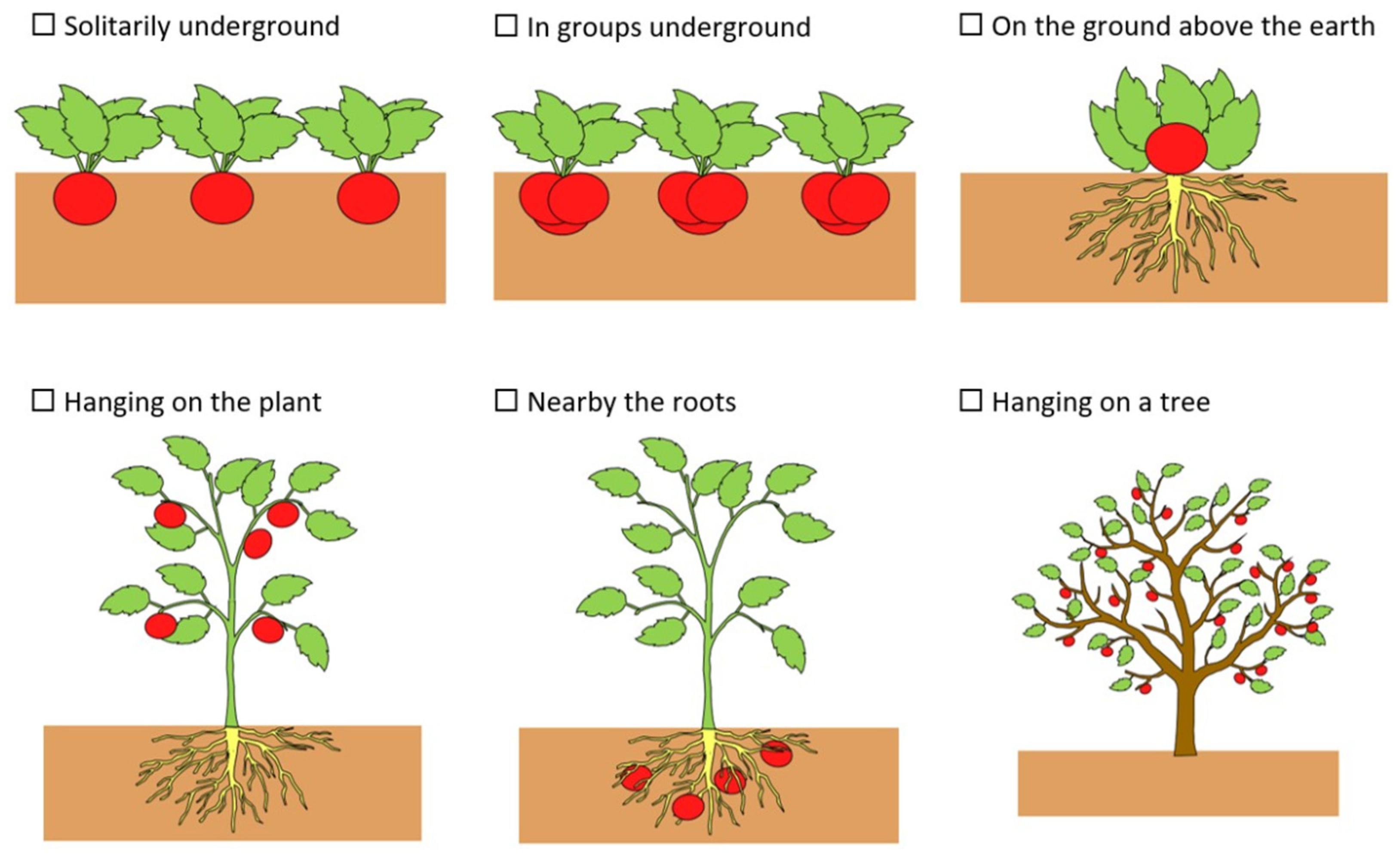 Image of Carrot and radish plants in a garden bed