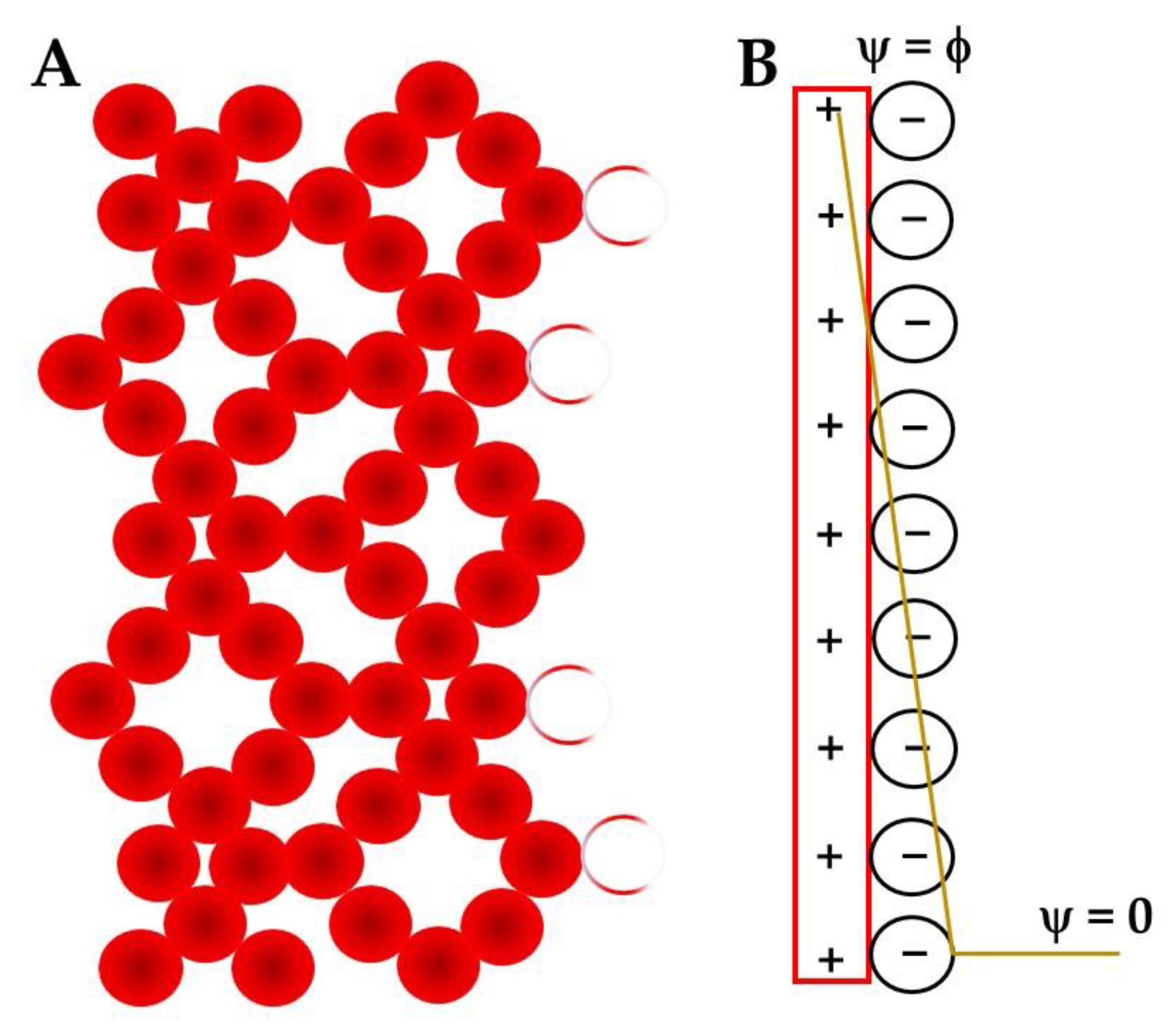 Unravelling the electrochemical double layer by direct probing of