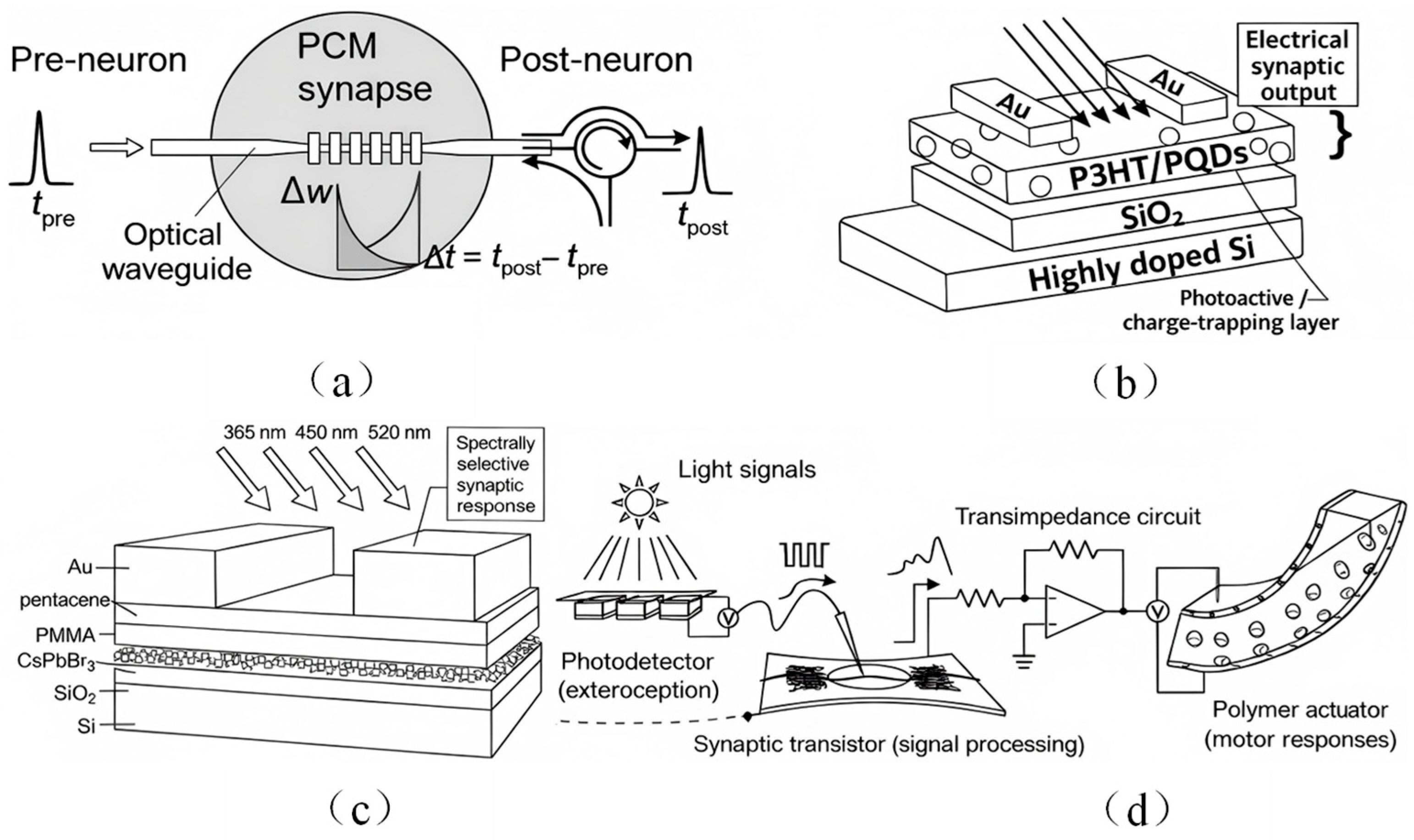 Tactile and Visual Artificial Synaptic Devices: Progress and Challenges