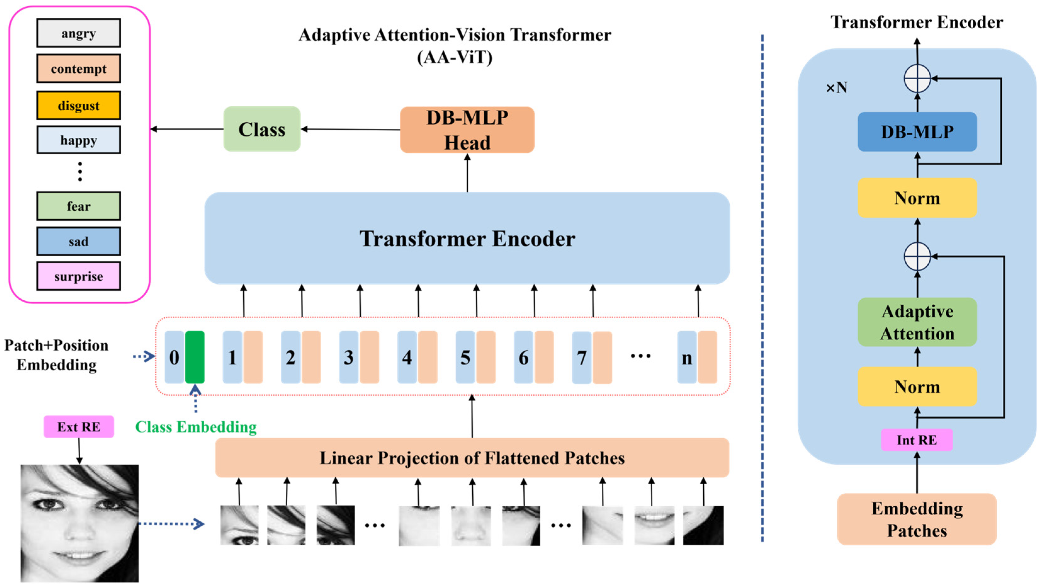 Dynamic Occlusion-Aware Facial Expression Recognition Guided by AA-ViT