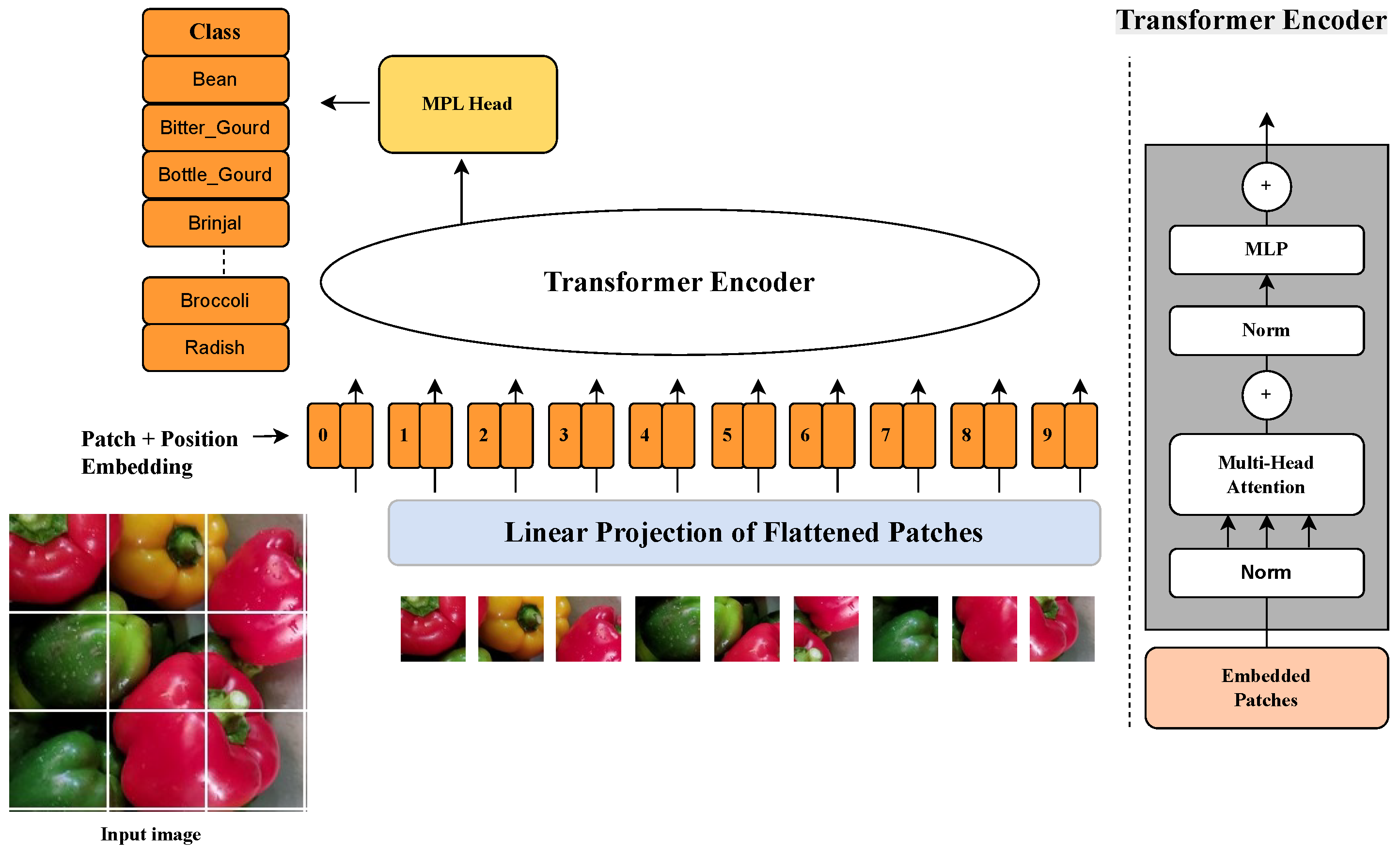 Automated Vegetable Classification Using Hybrid CNN and Vision ...