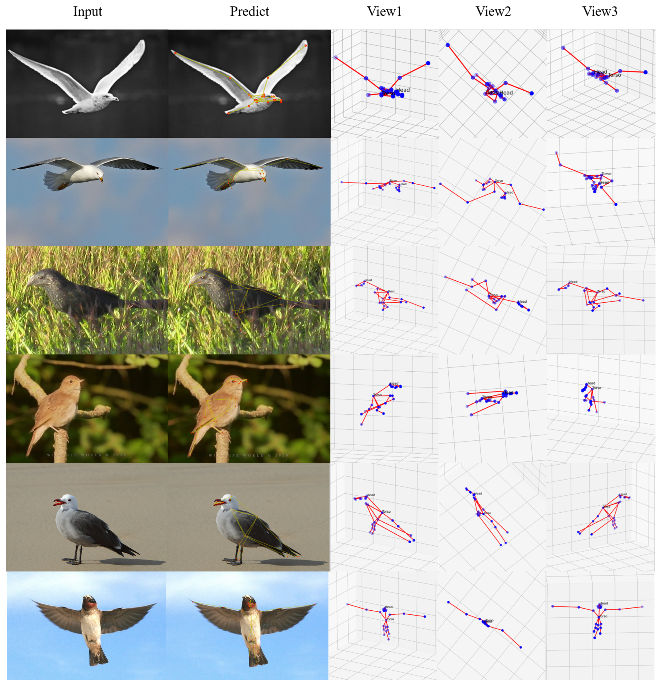 Efficient 3D Bird Pose Estimation via Gated Large-Kernel Attention and ...