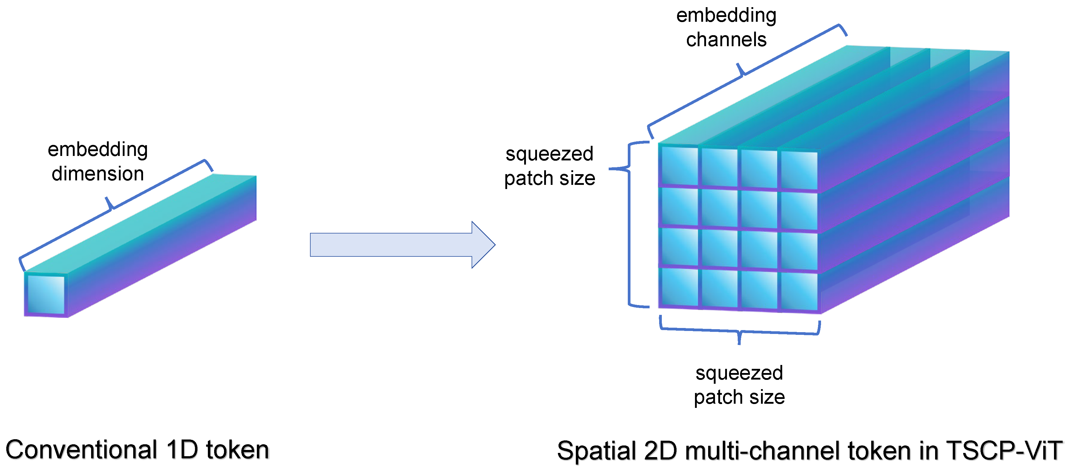 Vision Transformer with Spatial 2D Multi-Channel Tokens