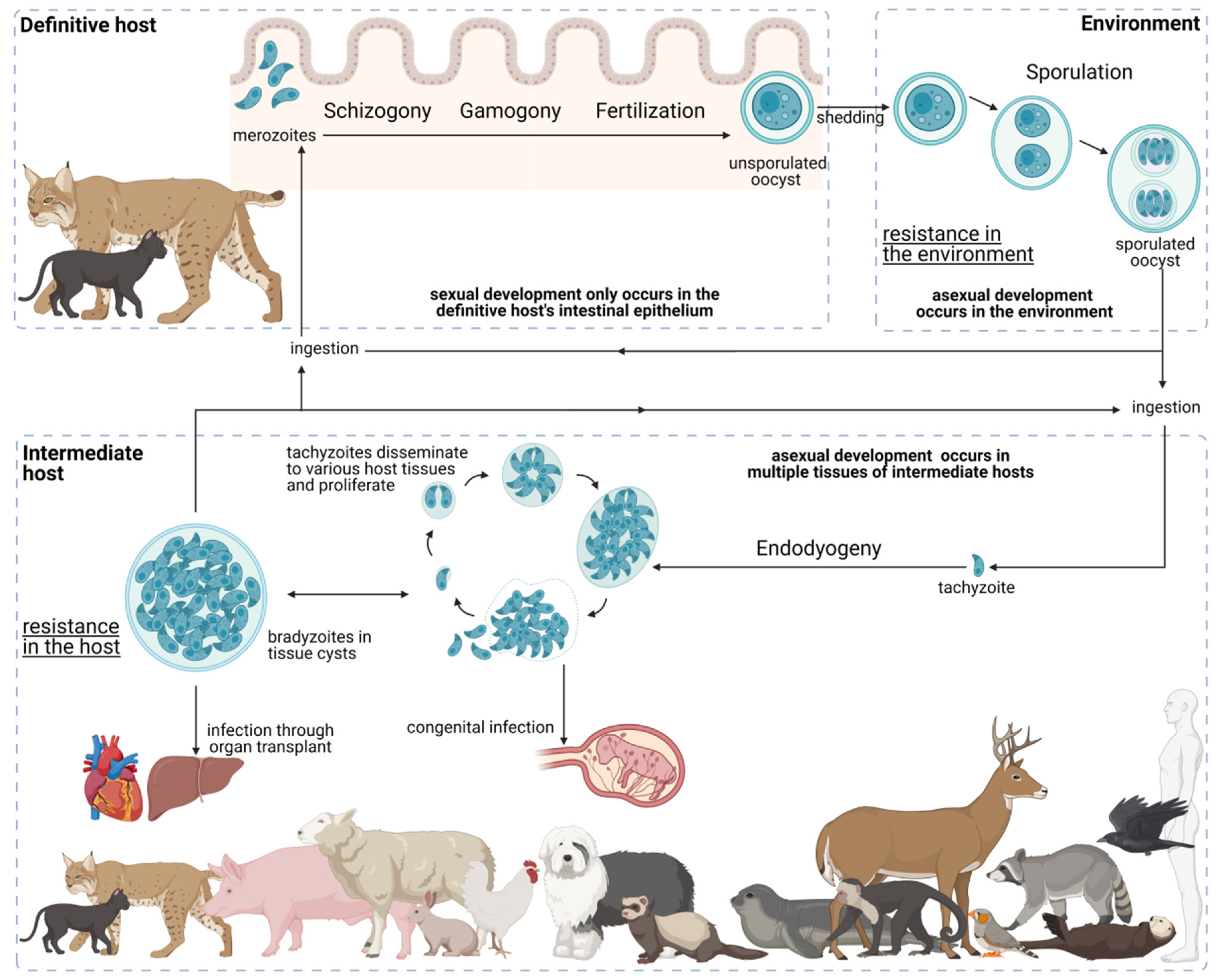 toxoplasma life cycle