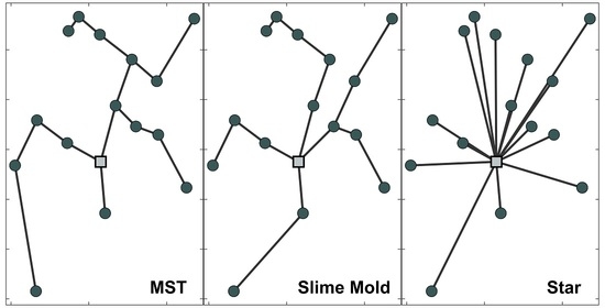 slime mold diagram