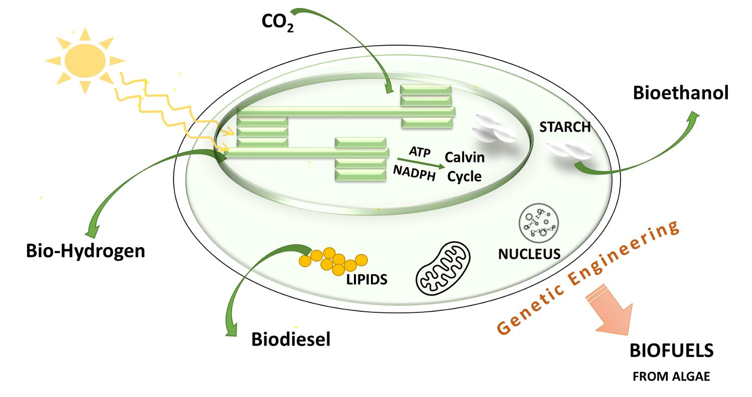 Sustainable production of bioethanol from renewable brown algae