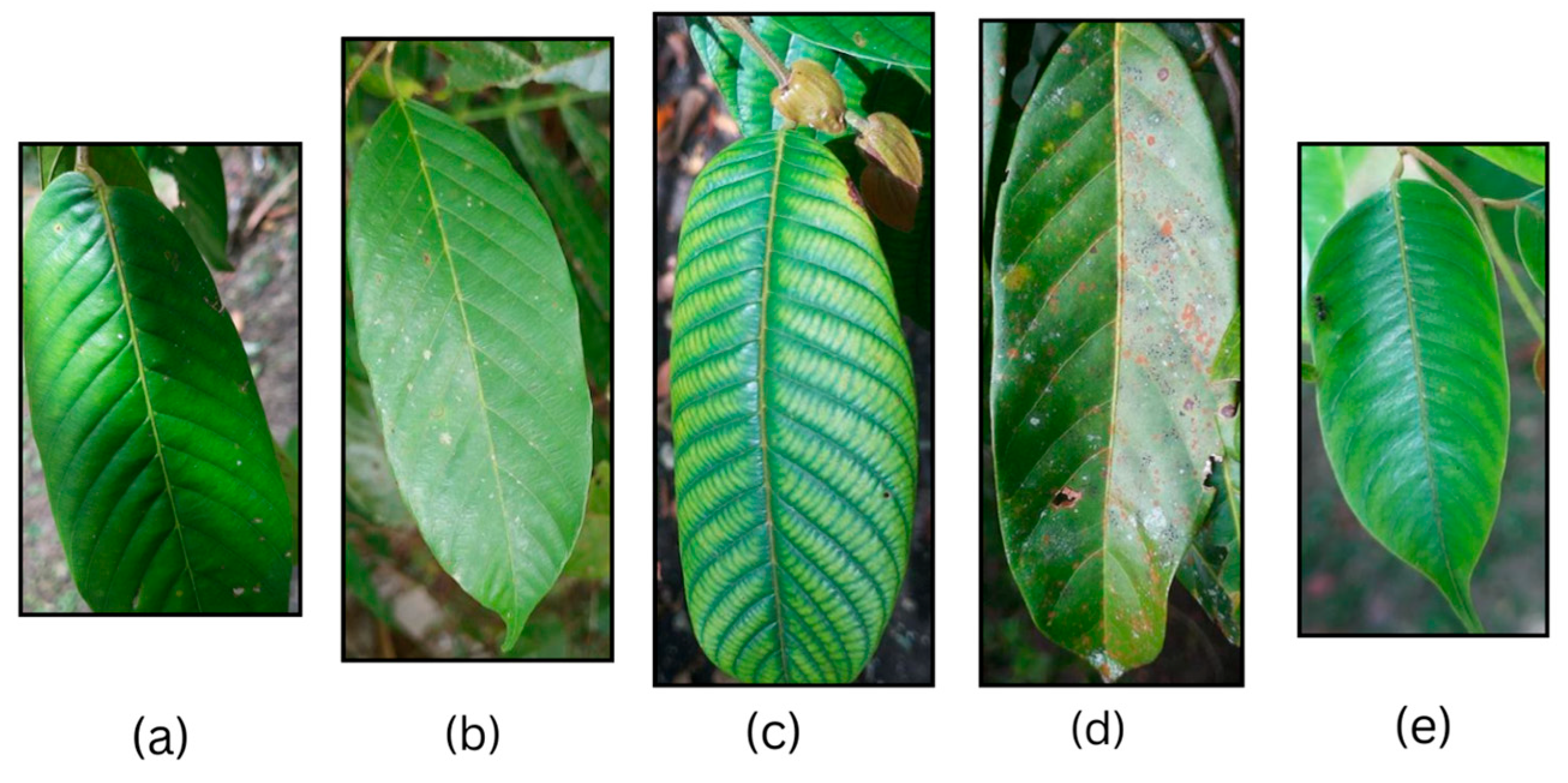 Evaluation of Convolutional Neural Network Models for Leaf-Based ...