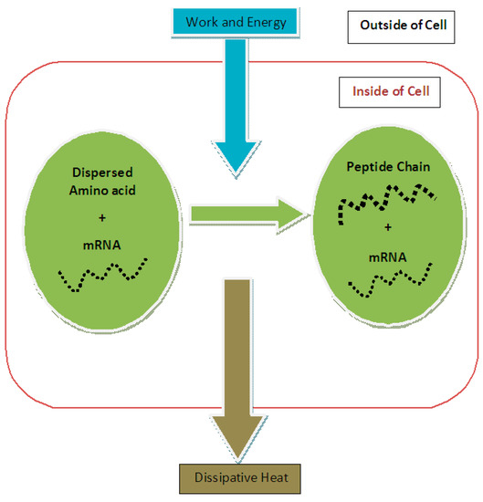The Effect of the Protein Synthesis Entropy Reduction on the Cell Size ...