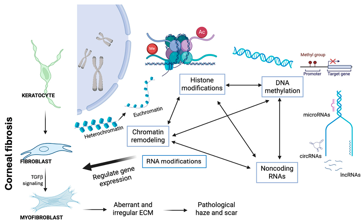 The Role of Epigenetics in Corneal Fibrosis