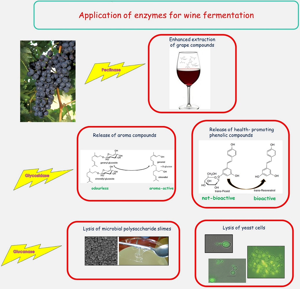 fermentation of wine research paper