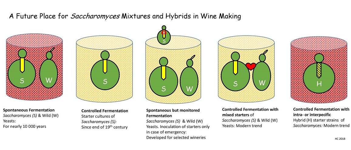 Fermentation | Free Full-Text | A Future Place for Saccharomyces Mixtures and in Wine
