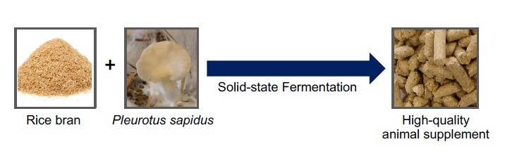 Fermentation | Free Full-Text | Upgrading the Nutritional Value of Rice Bran  by Solid-State Fermentation with Pleurotus sapidus