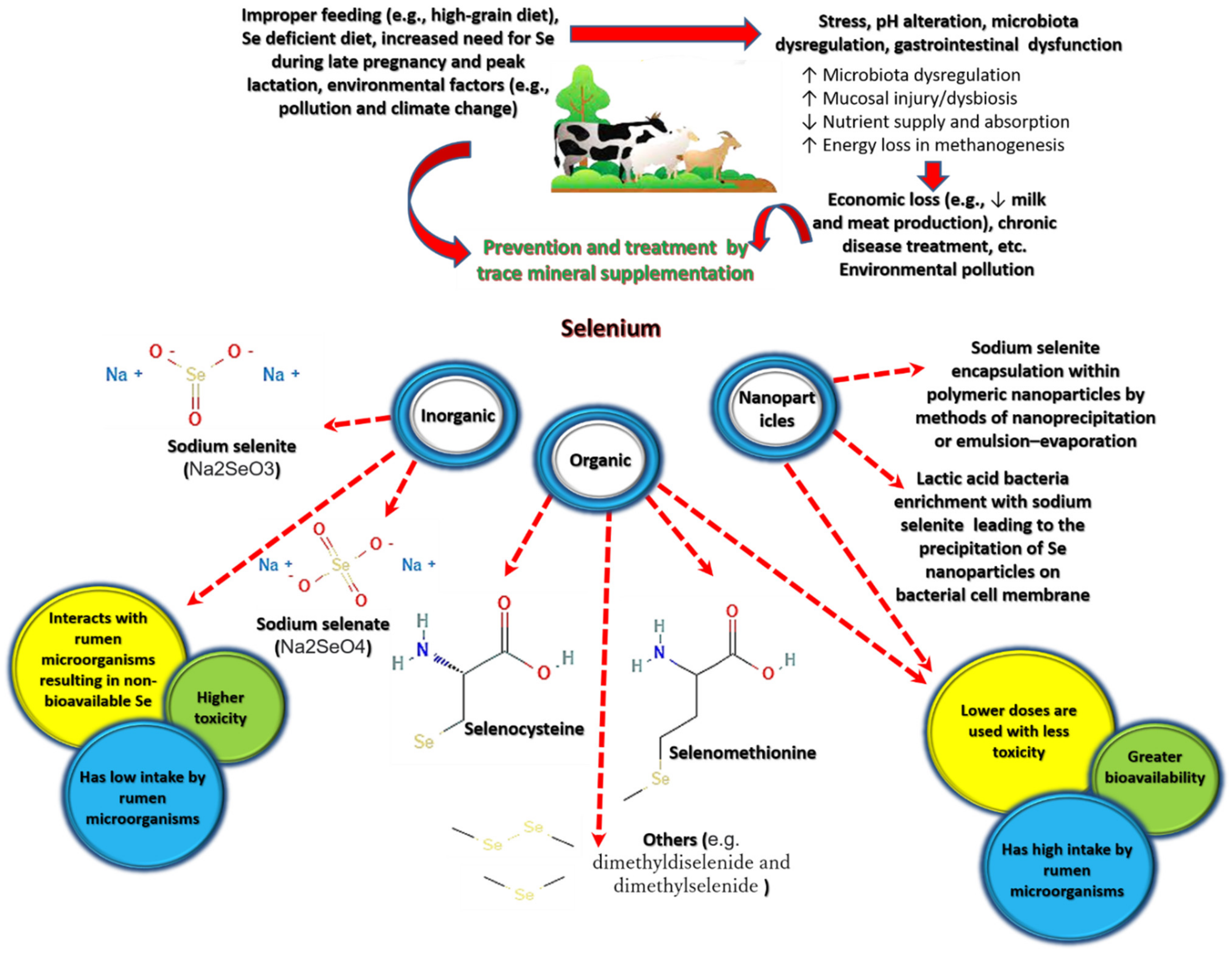 Fermentation | Free Full-Text | Effects of Selenium Supplementation on Rumen  Microbiota, Rumen Fermentation, and Apparent Nutrient Digestibility of Ruminant  Animals: A Review