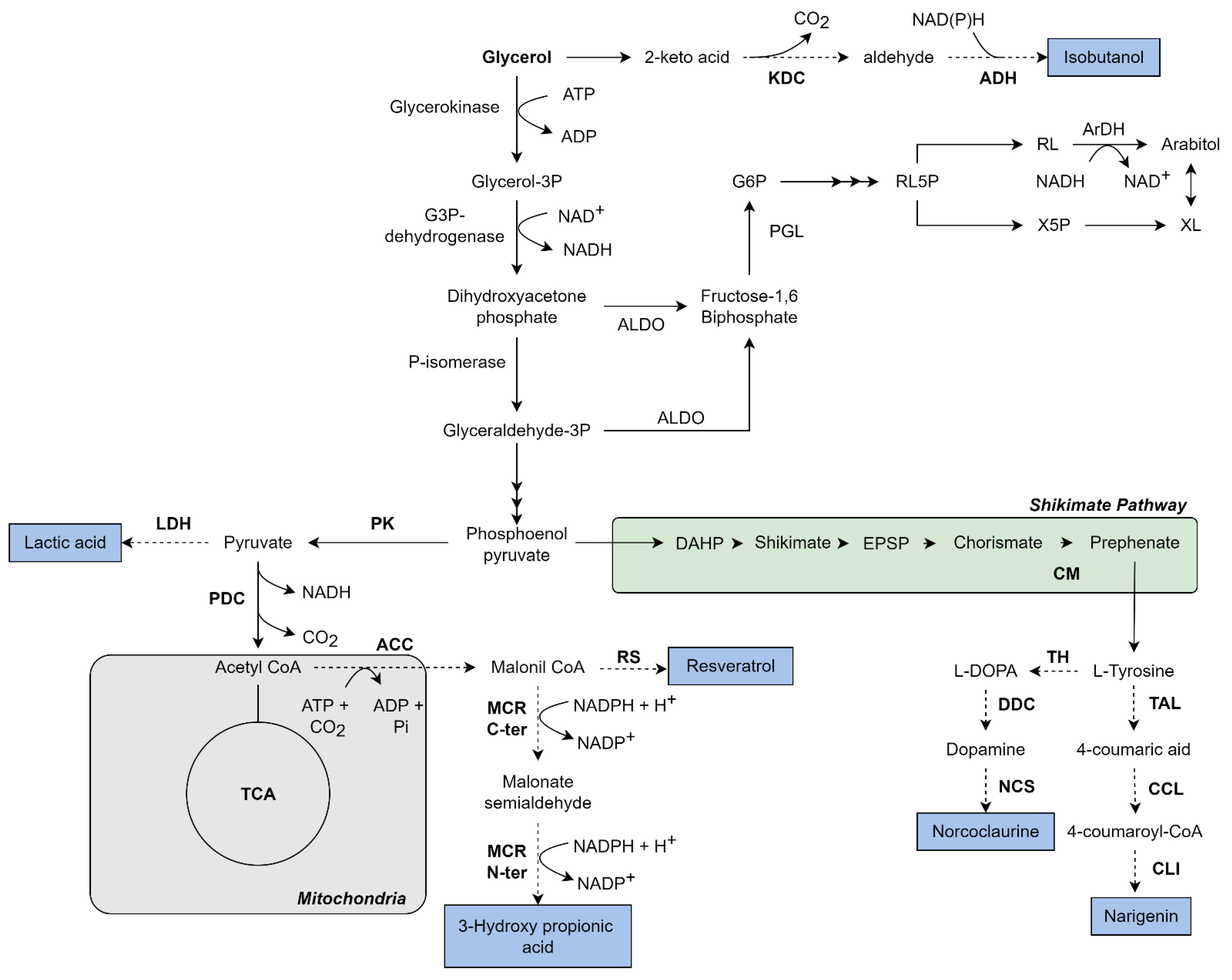 Advances In Komagataella Phaffii Engineering For The Production Of Advances In Komagataella Phaffii Engineering For The Production Of