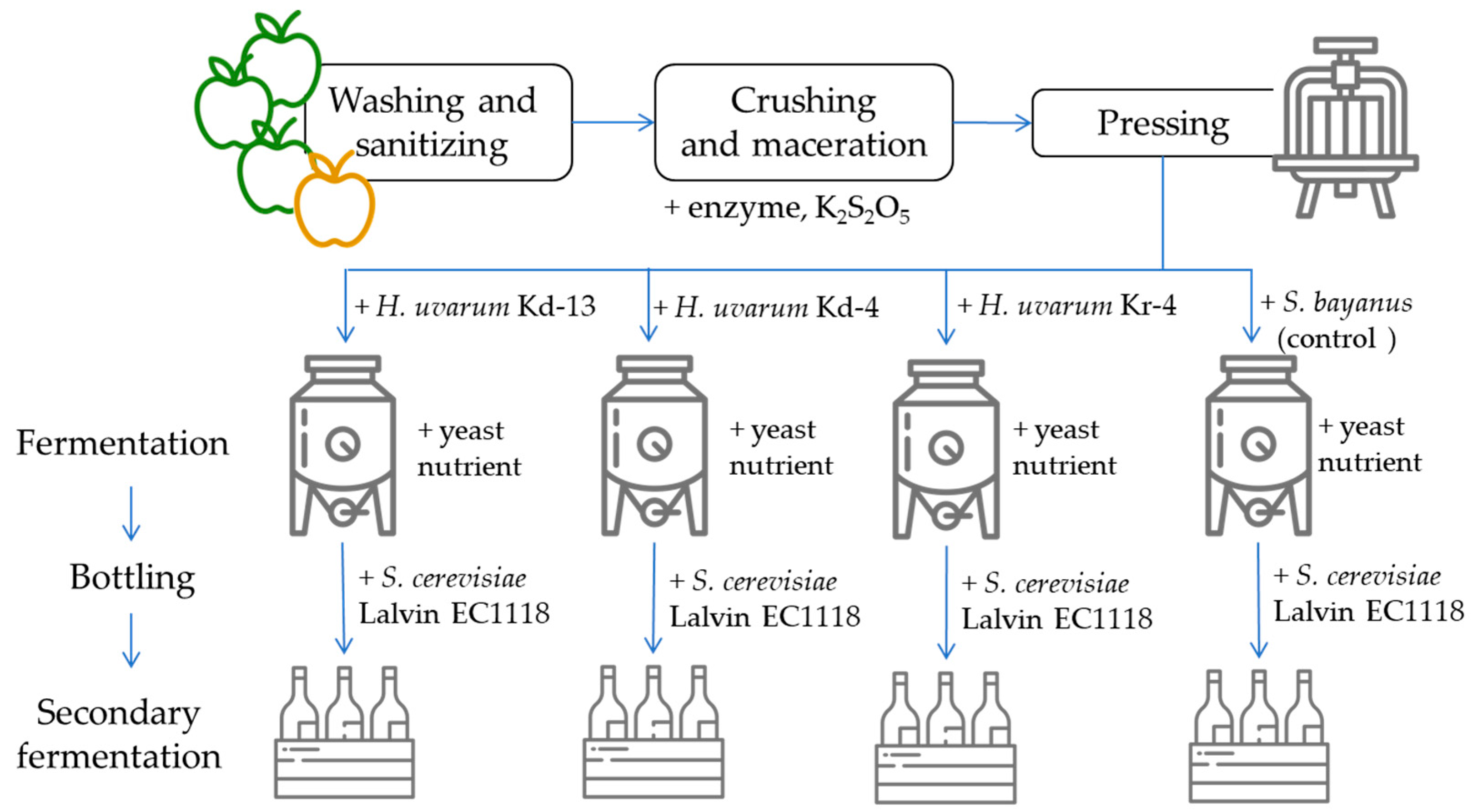 Strain-Dependent Contributions of Hanseniaspora uvarum Isolate to Apple ...