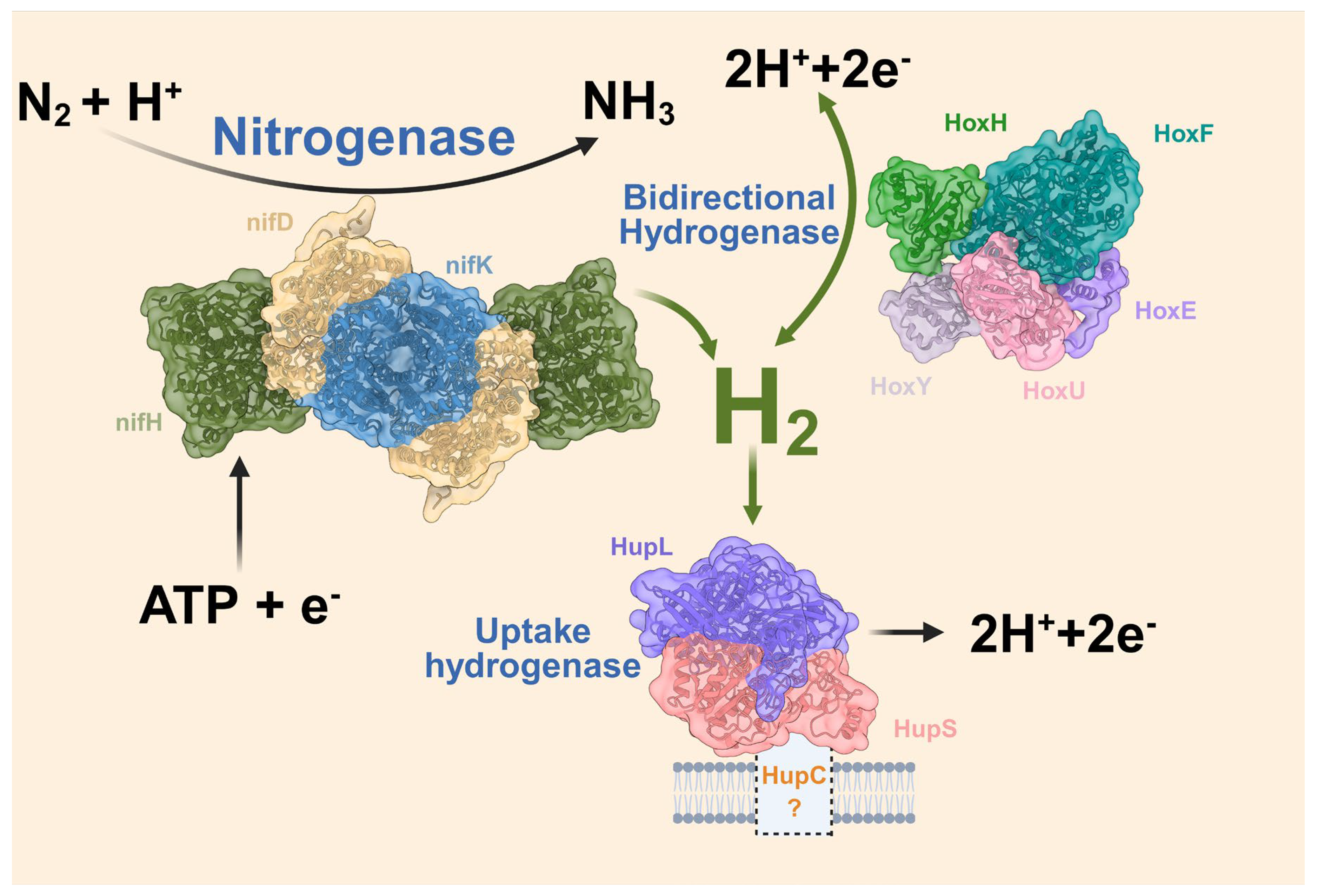 Photobiological Hydrogen Production in Cyanobacteria: Advances ...