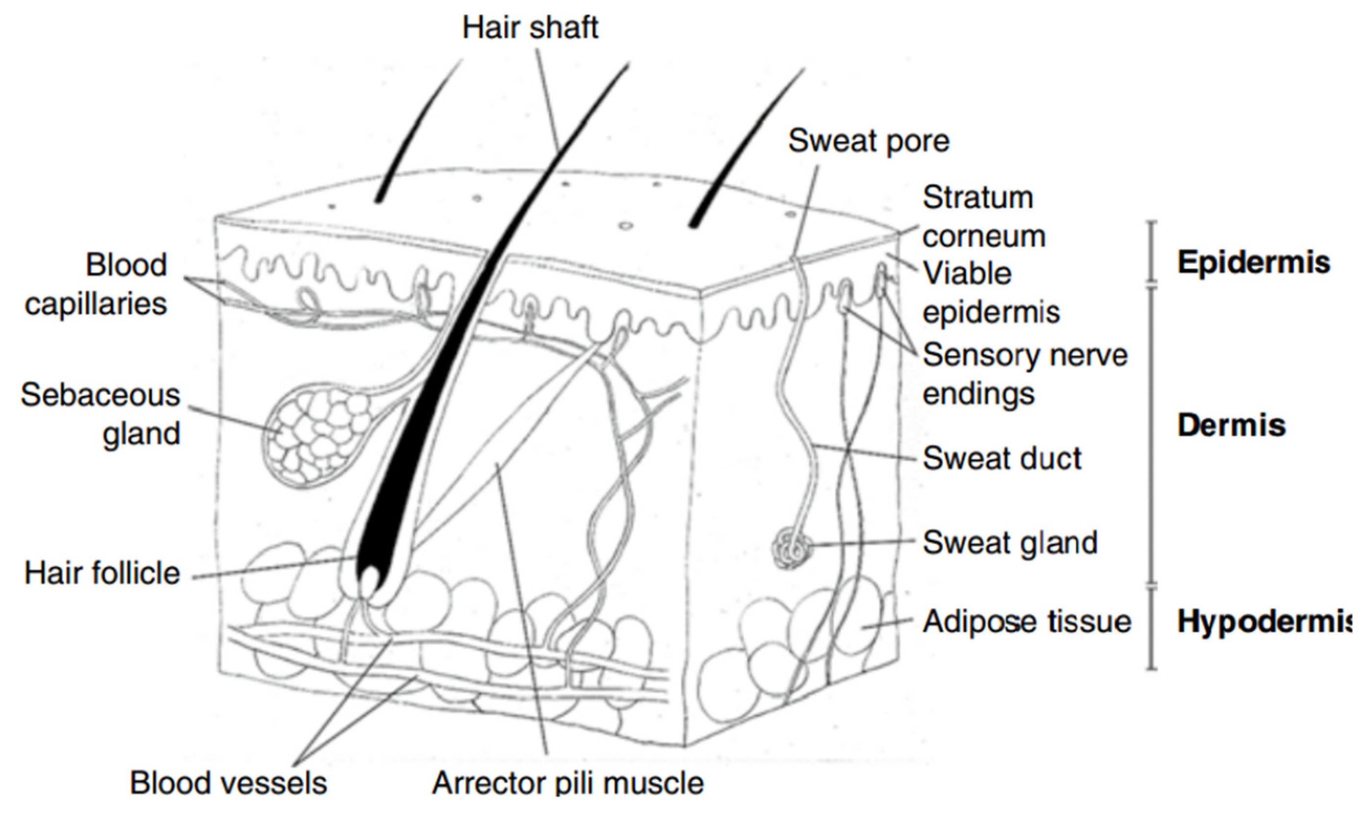 ナトリウム Multifunctional Fibers for Wound Dressings: A Review