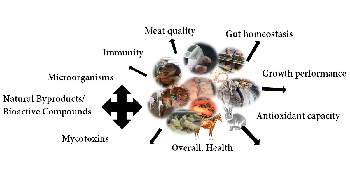 Graphical abstract