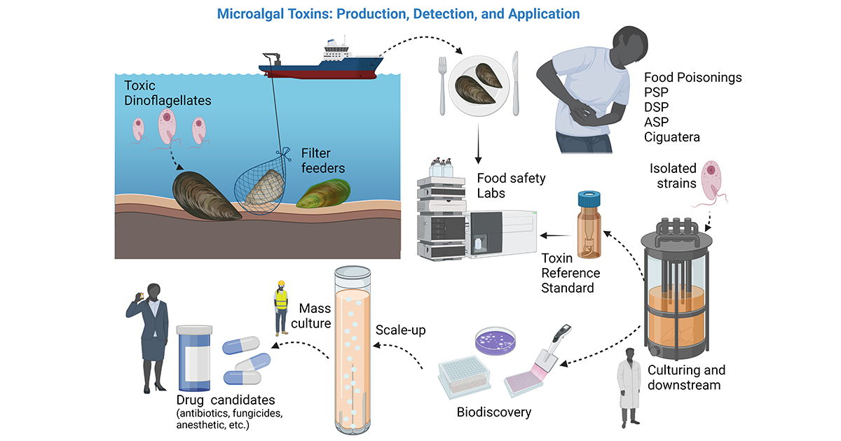 Graphical abstract