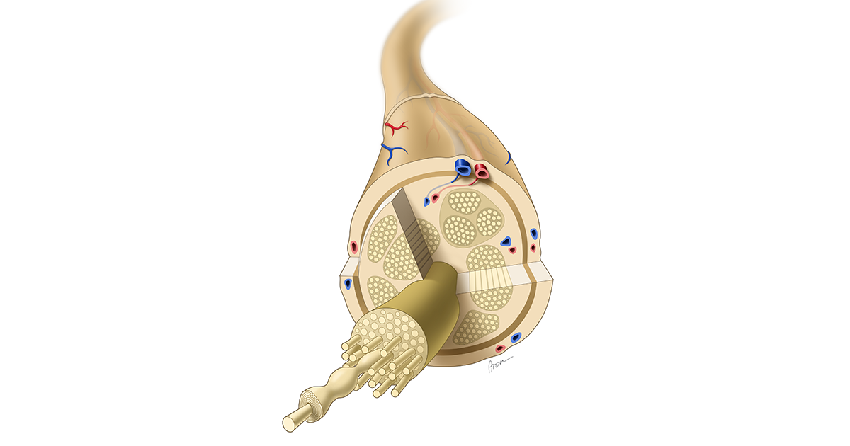 Graphical abstract - Cover illustration: Aron Cserveny – Science Visual