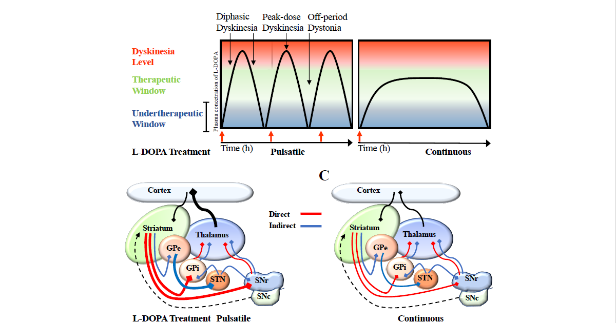 Graphical abstract