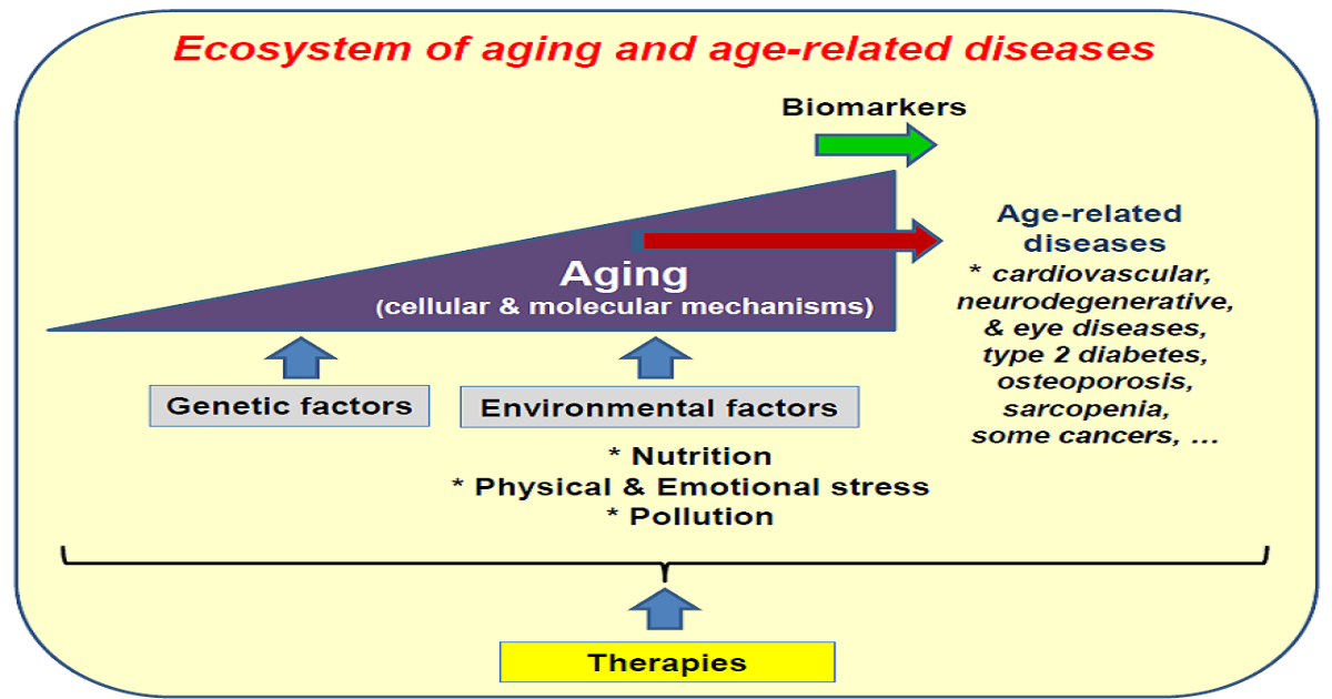 Graphical abstract