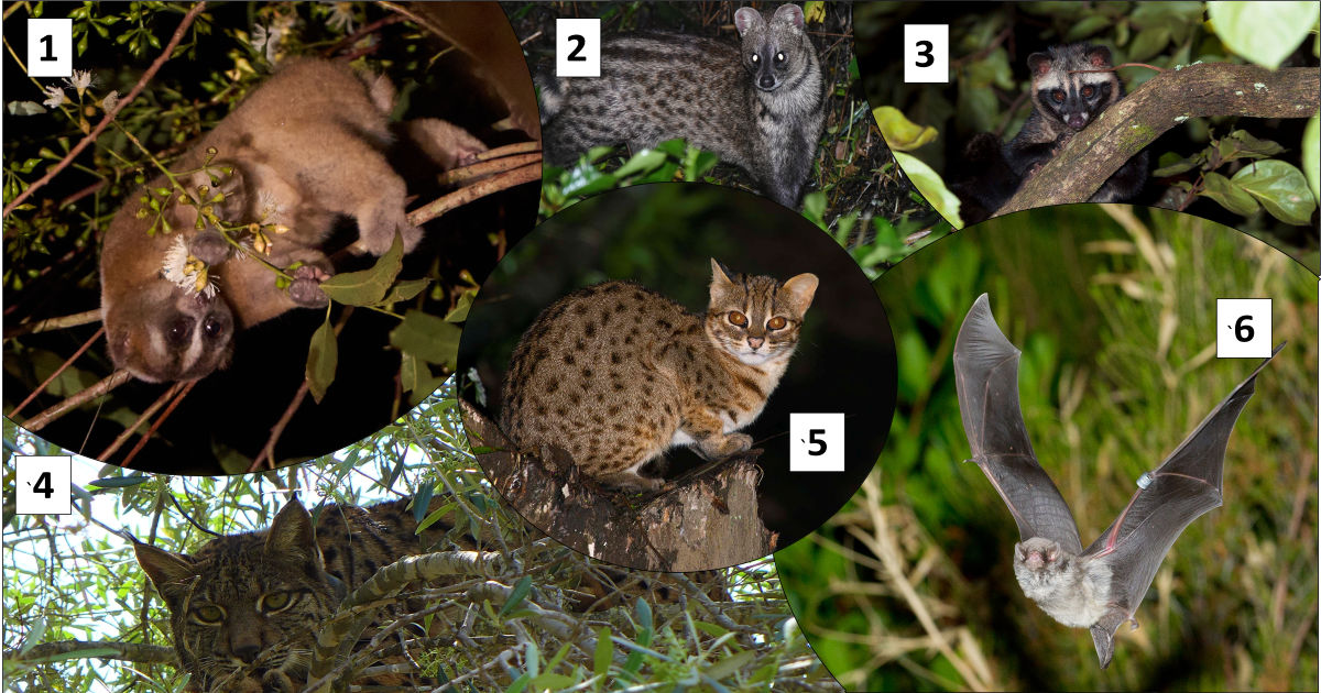 Graphical abstract - 1 Will Hall; 2,3,5 Aconk; 4 Carlos Carrapato; 6 Diogo Oliveira; (1. Nycticebus javanicus, 2. Paradoxurus musanga javanicus, 3. Vivvericula indica, 4. Lynx pardinus, 5. Prionailurus javanensis, 6. Miniopterus schreibersii)