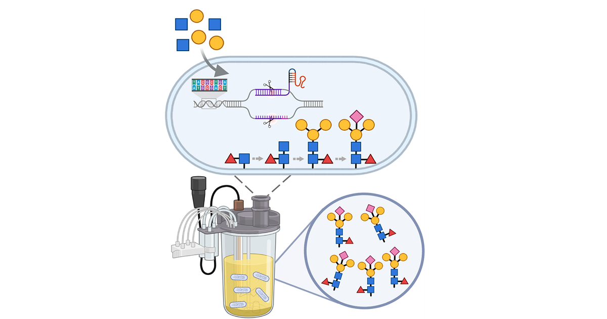 Graphical abstract