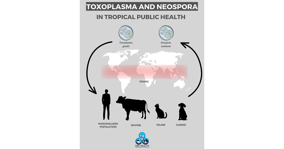 Graphical abstract