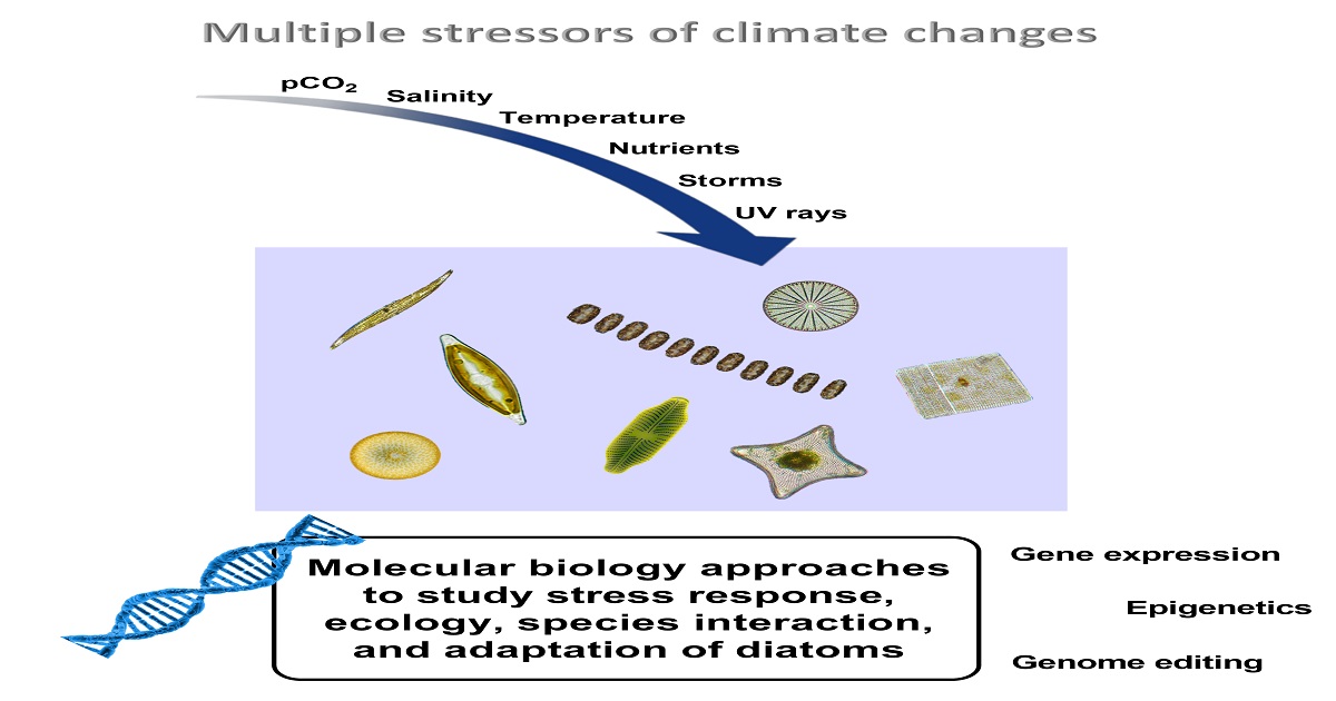 Graphical abstract