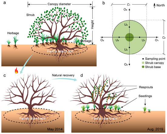 Fire | Free Full-Text | Fertile Island Soils Promote the Restoration of  Shrub Patches in Burned Areas in Arid Saline Land