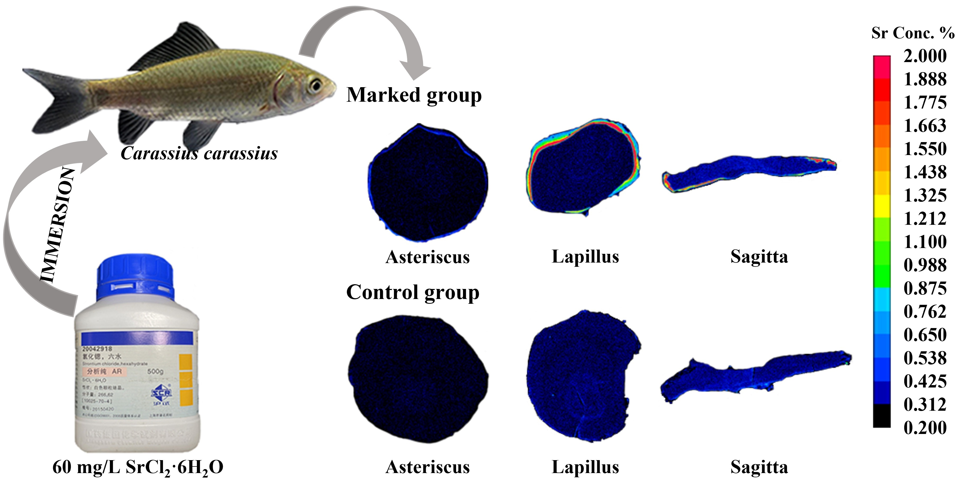 PDF) Some Biological Aspects of Four Fish Species in East Hammar