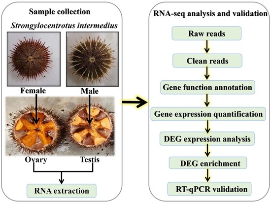 Comparative Transcriptome Analysis of Differentially Expressed Genes in the Testis and Ovary of Sea Urchin