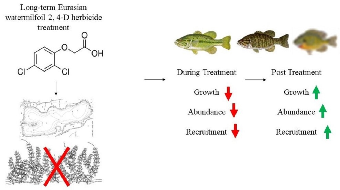 Fishes | Free Full-Text | Fish and Zooplankton Community Responses to the  Cessation of Long-Term Invasive Eurasian Watermilfoil (Myriophyllum  spicatum) Chemical Treatments in a North-Temperate, USA Lake