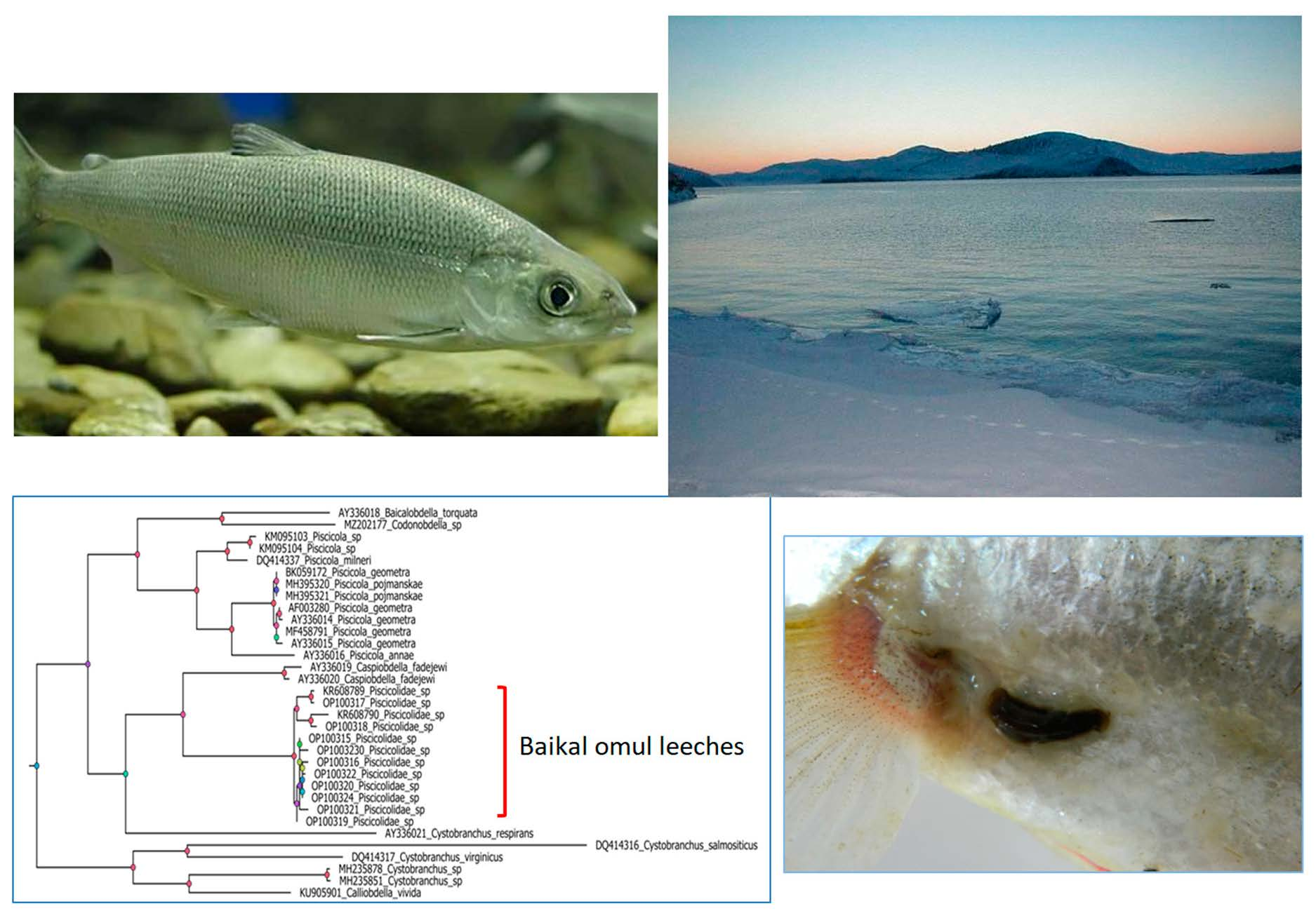 Fishes Free Full-Text Unexpected Discovery of an Ectoparasitic Invasion First Detected in the Baikal Coregonid Fish Population
