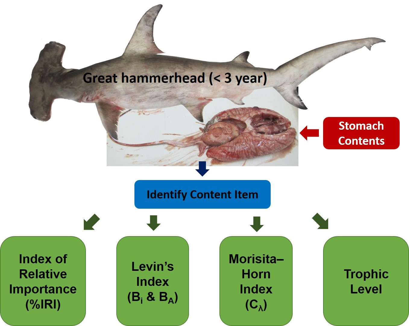Great Hammerhead Shark Fishing Guide  How to Catch a Great Hammerhead Shark