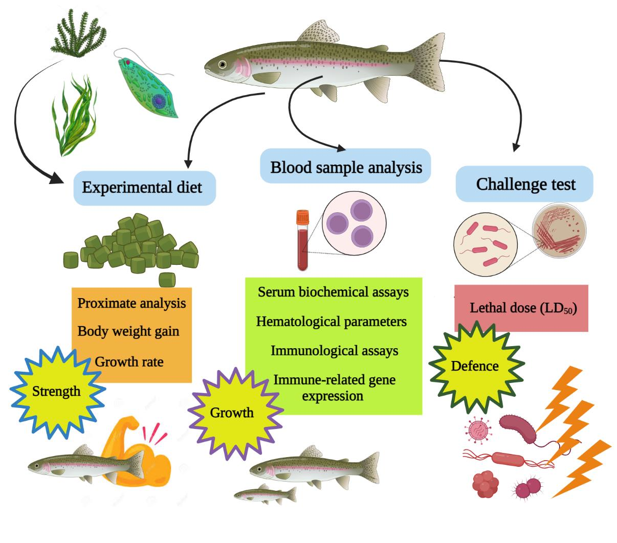 Fishes | Free Full-Text | Effects of Dietary Blend of Algae Extract  Supplementation on Growth, Biochemical, Haemato-Immunological Response, and  Immune Gene Expression in Labeo rohita with Aeromonas hydrophila  Post-Challenges